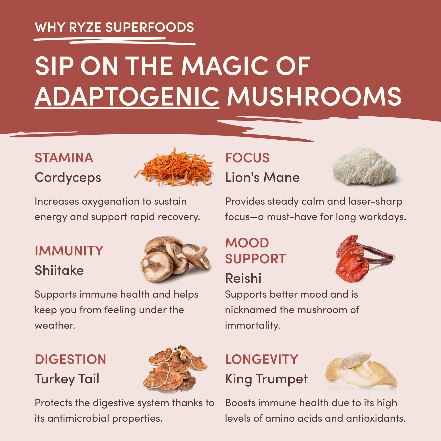Mushroom Chicory a8