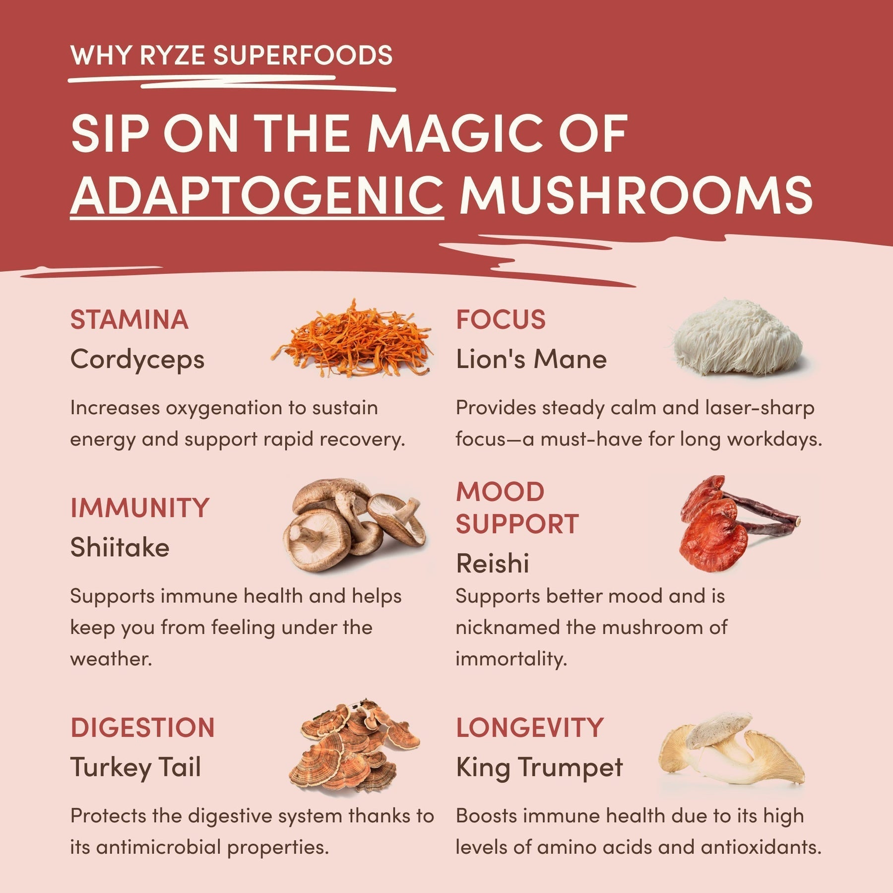 Mushroom Chai t8
